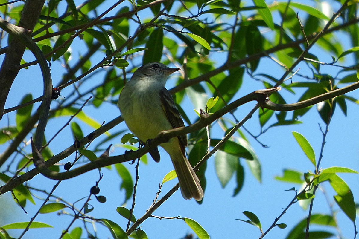 Mouse-colored Tyrannulet - ML626626734