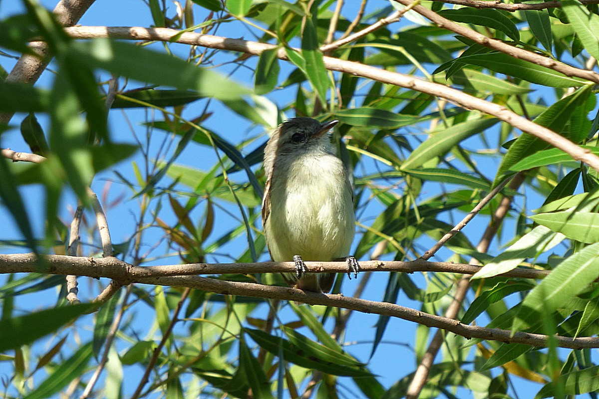 Mouse-colored Tyrannulet - ML626626757