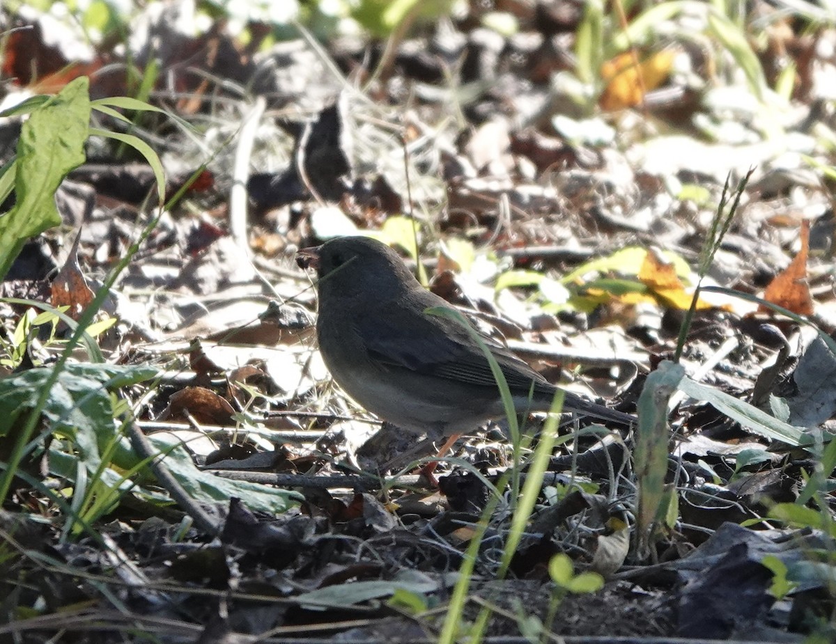 Junco Ojioscuro - ML626626820