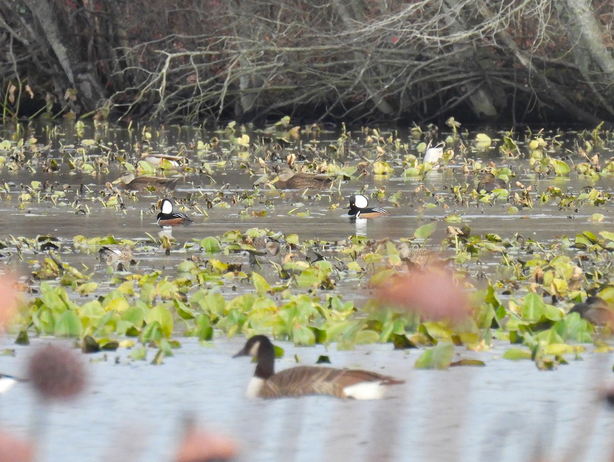 Hooded Merganser - ML626626890