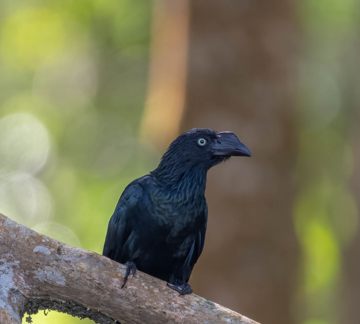 Greater Ani - ML626626894