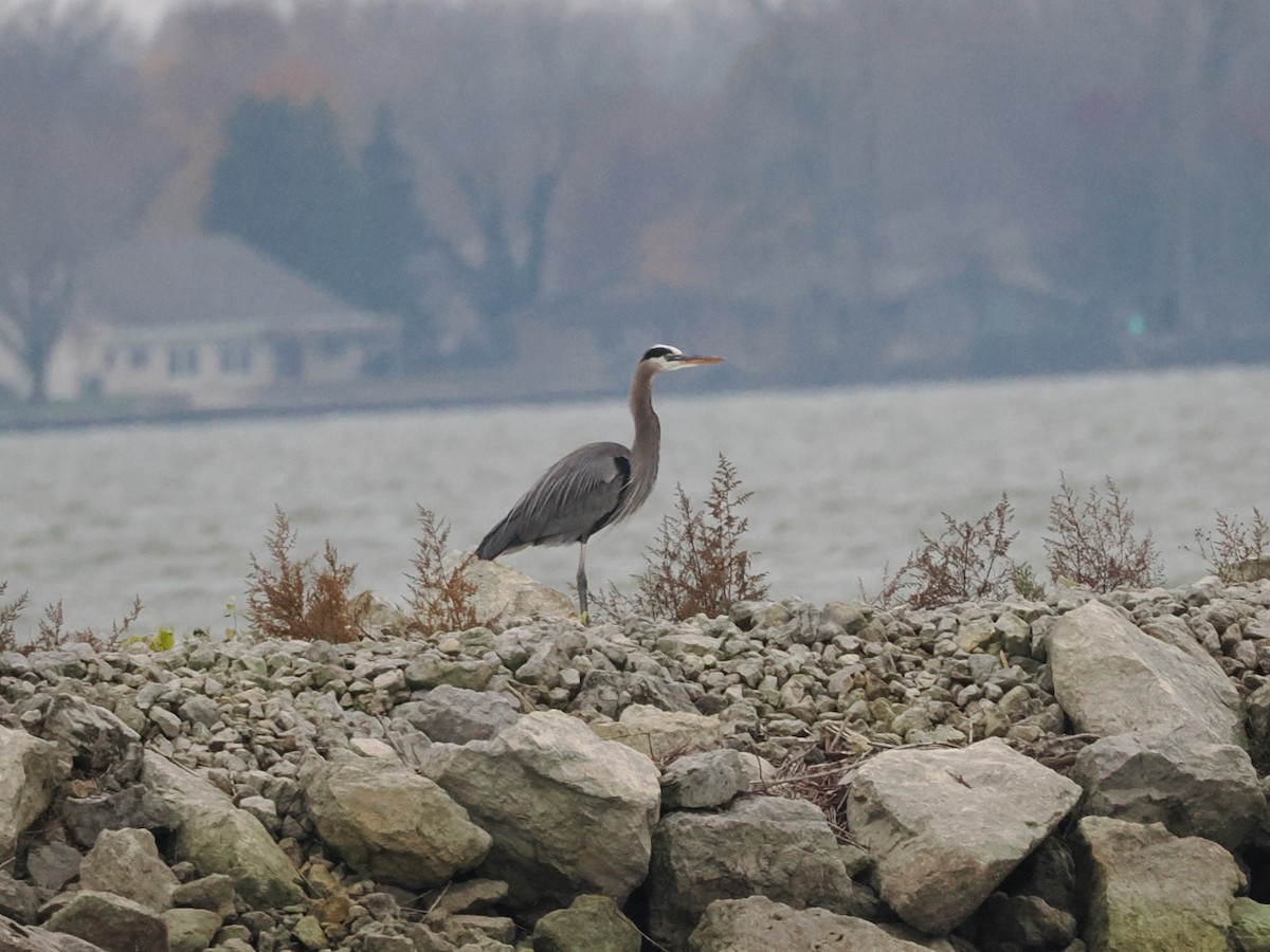 Great Blue Heron (Great Blue) - ML626626897