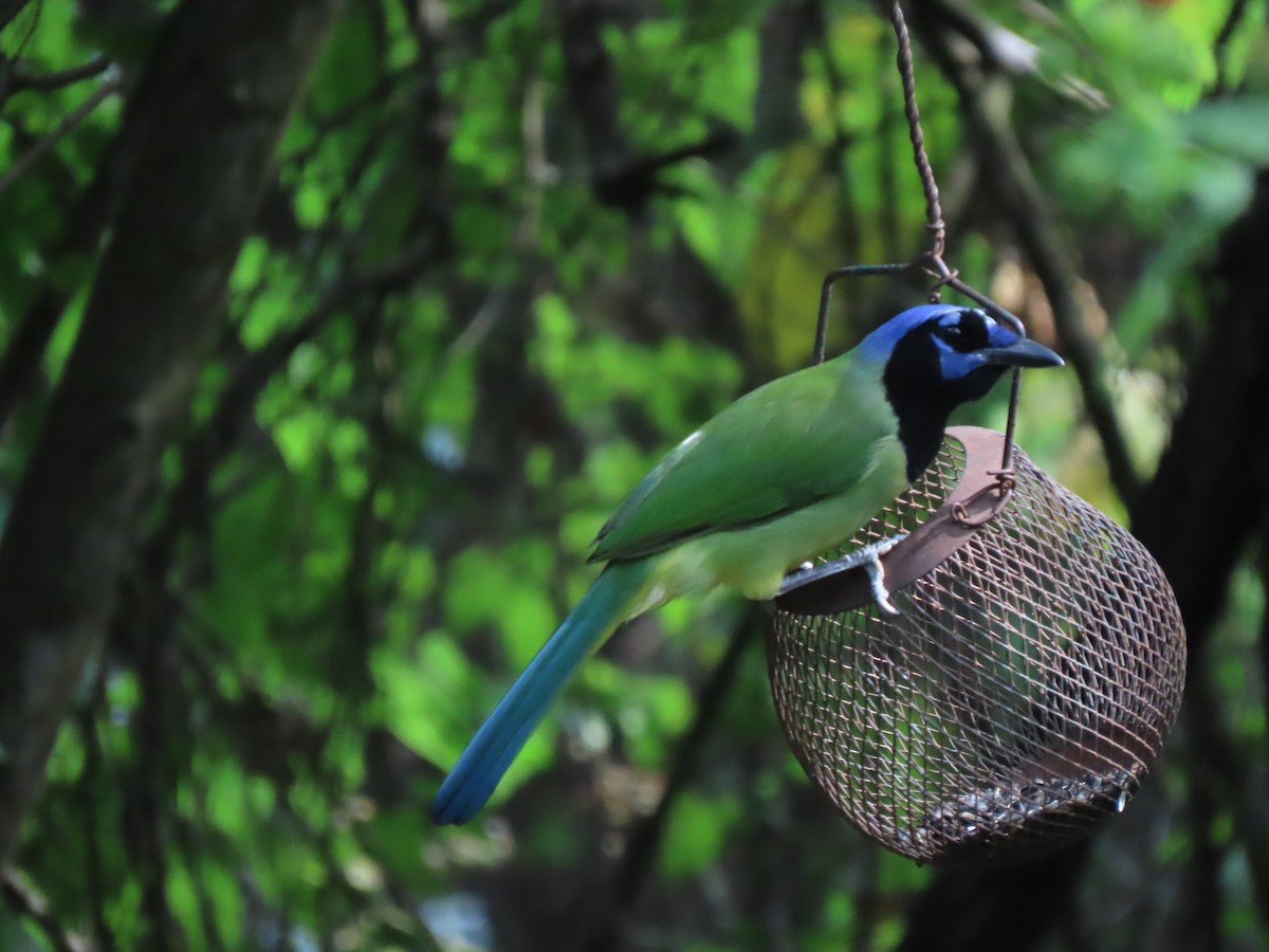 Green Jay - ML626626900