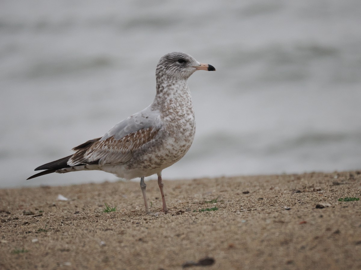 Ring-billed Gull - ML626626923