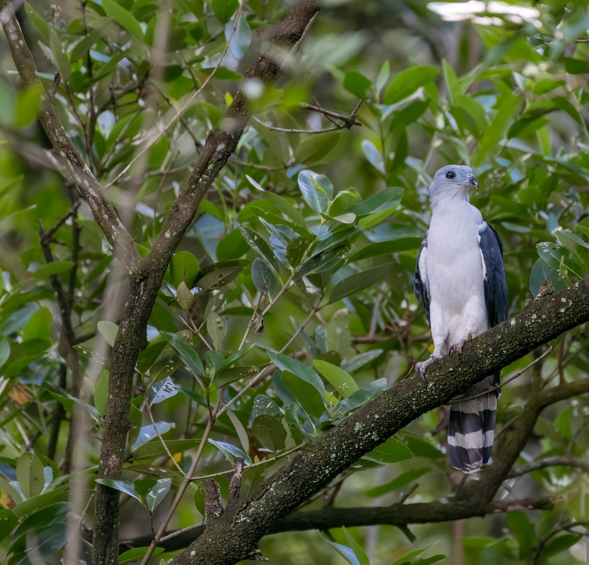 leptodon šedohlavý - ML626626925