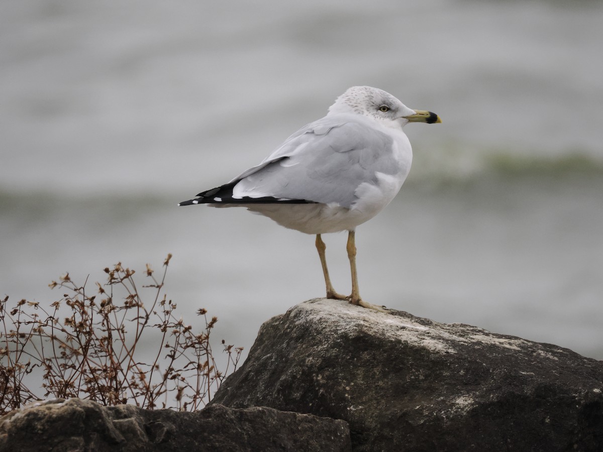 Ring-billed Gull - ML626626940