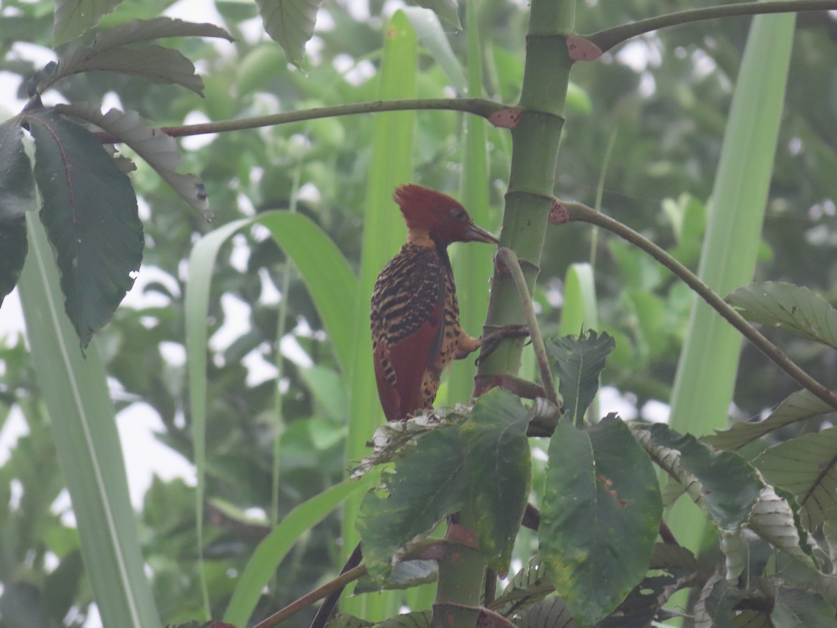 Rufous-headed Woodpecker - ML626626950
