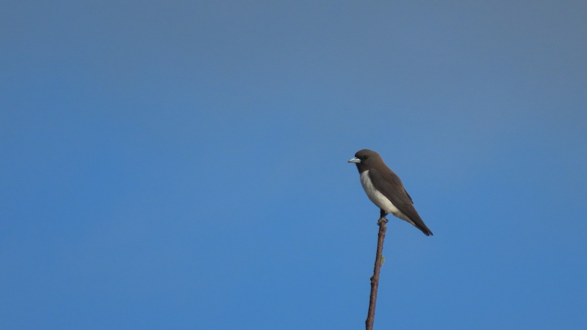 White-breasted Woodswallow - ML626626996