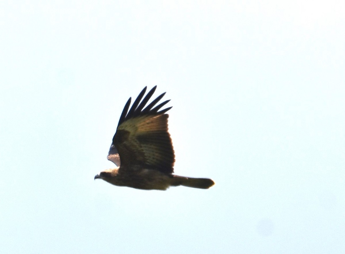 Brahminy Kite - ML626626999