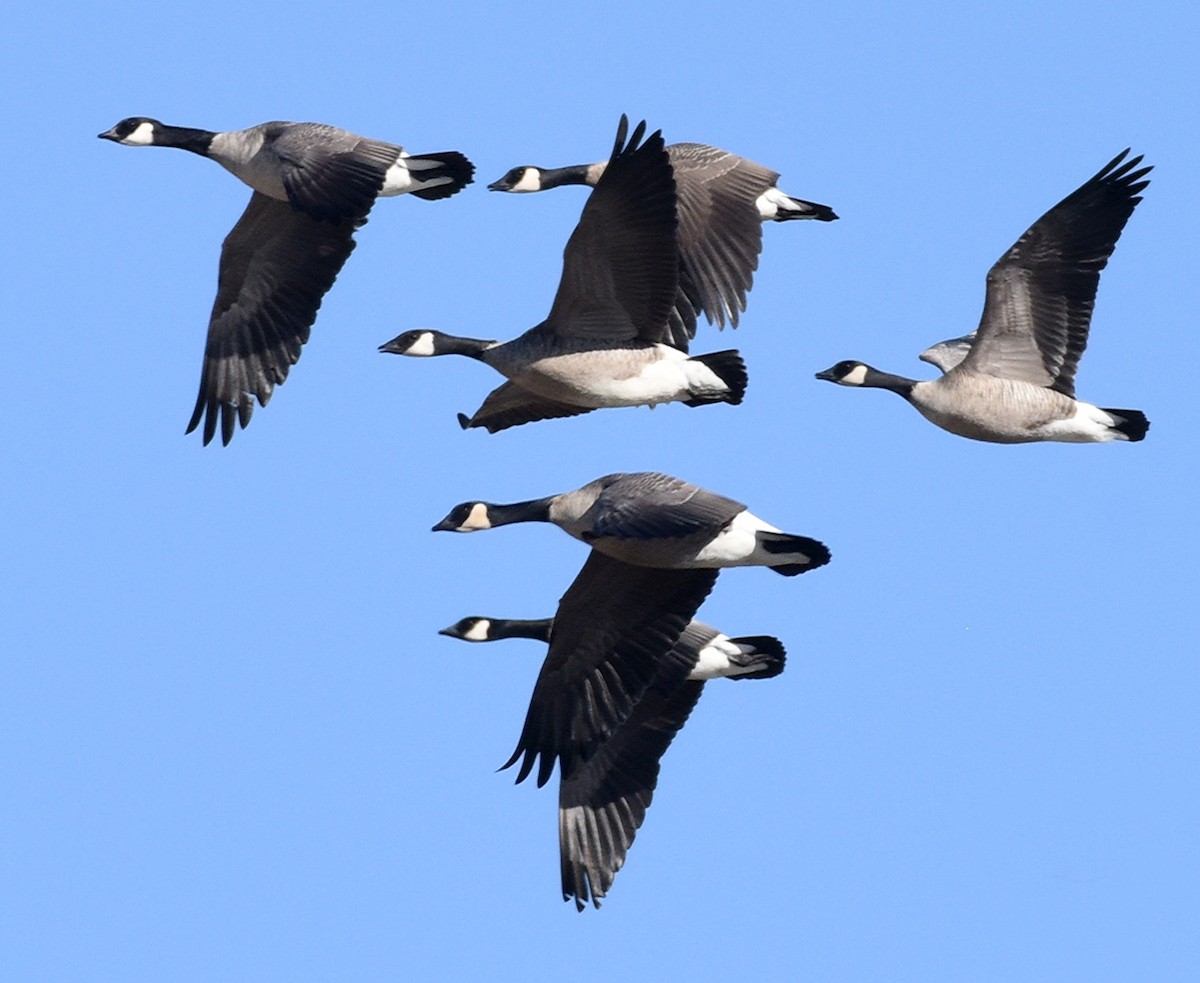 Cackling Goose (Richardson's) - ML626627000