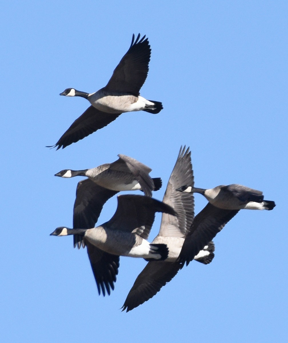 Cackling Goose (Richardson's) - ML626627001