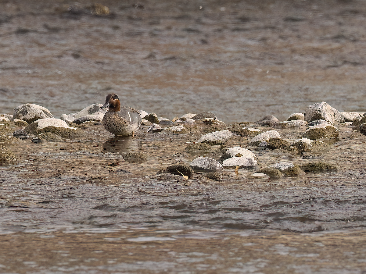 Green-winged Teal - ML626627003