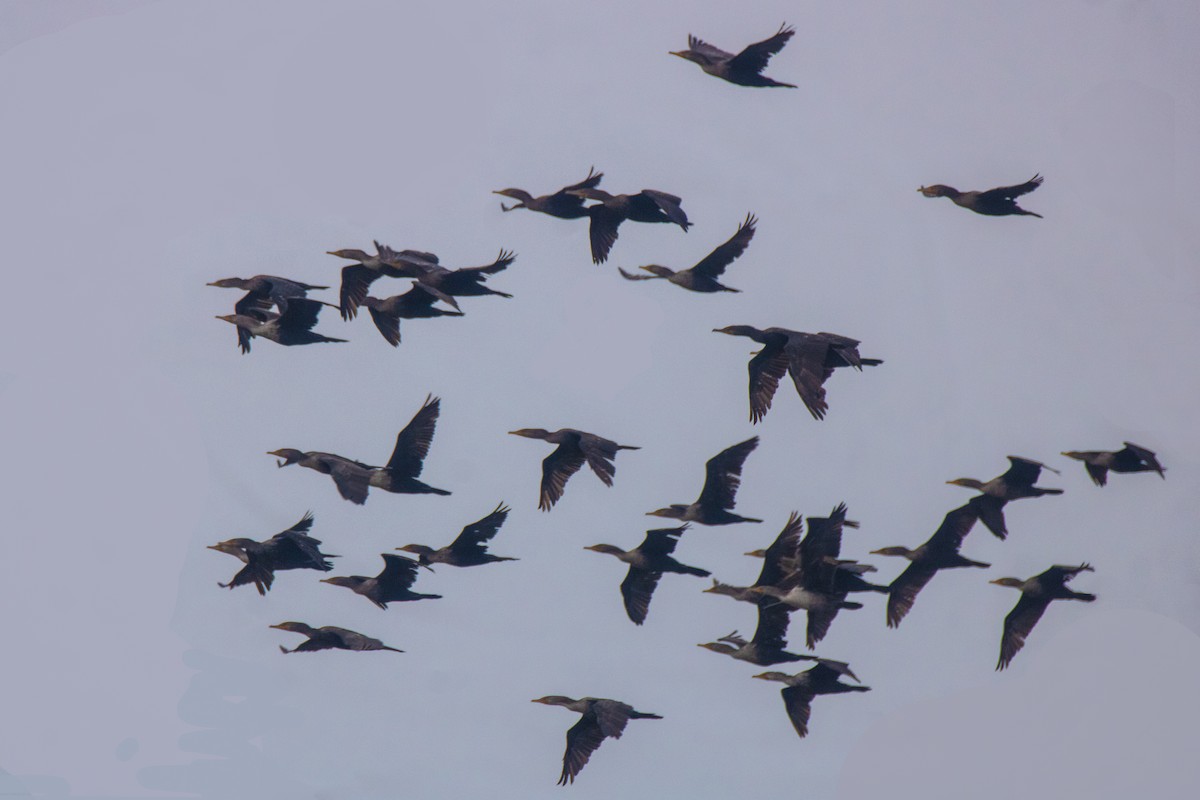 Double-crested Cormorant - ML626627004