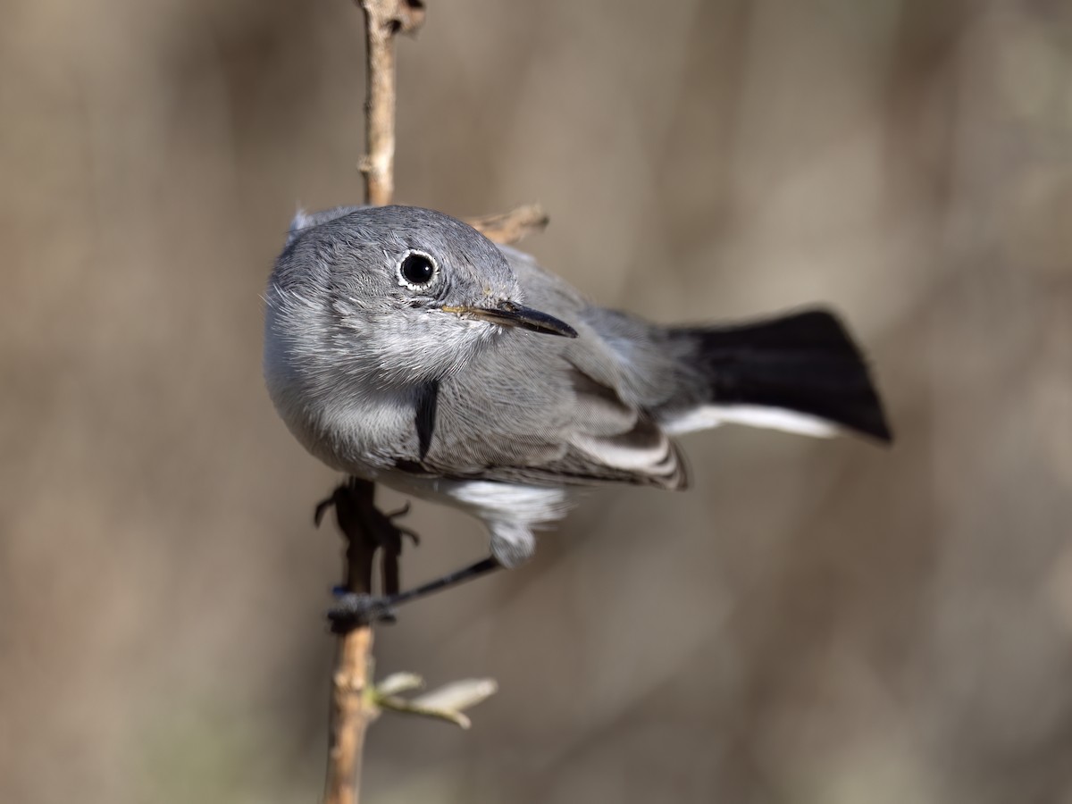 Blue-gray Gnatcatcher (Western) - ML626627006