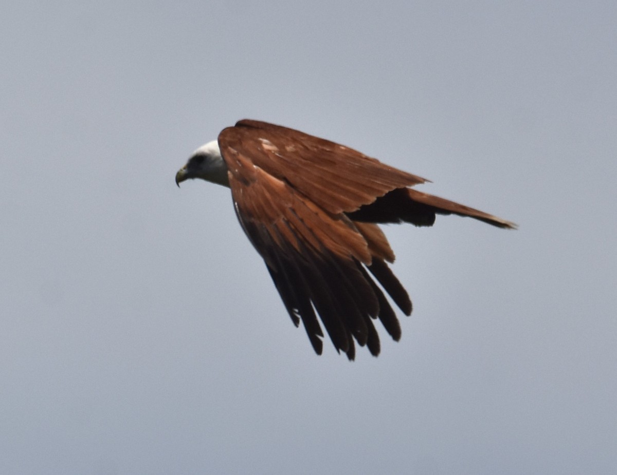 Brahminy Kite - ML626627007