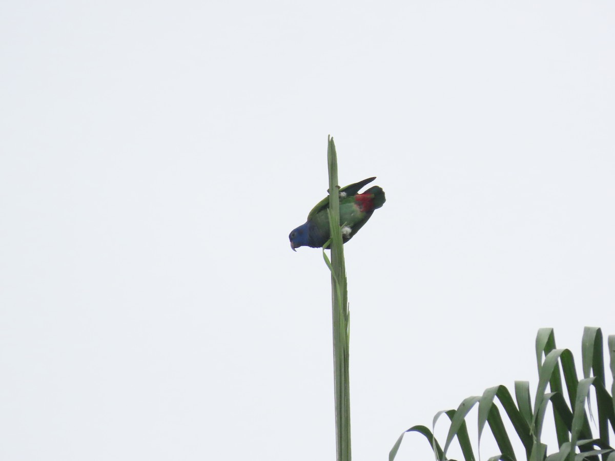 Blue-headed Parrot - ML626627008