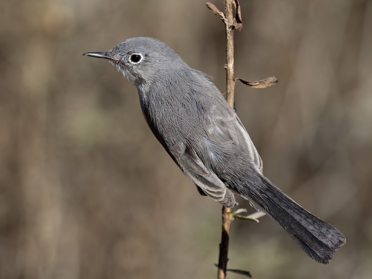 Blue-gray Gnatcatcher (Western) - ML626627009