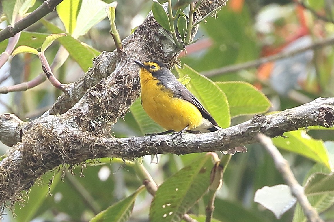 Spectacled Redstart - ML626627010