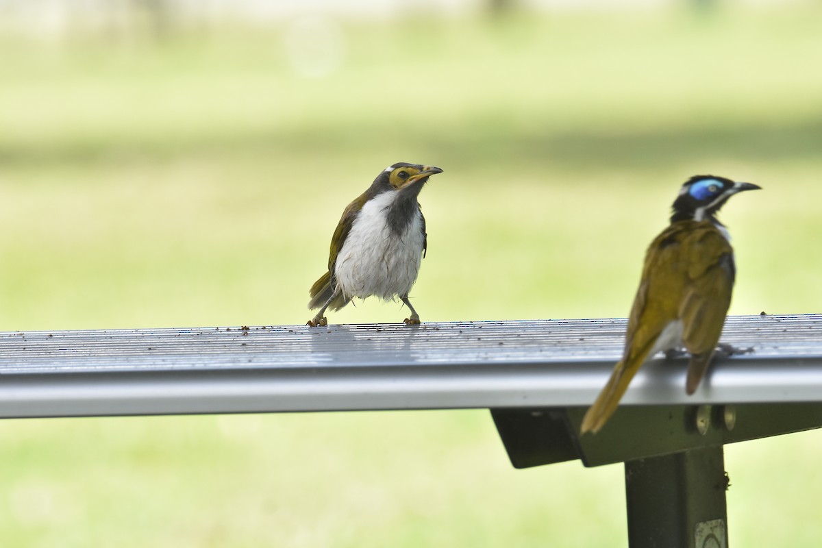 Blue-faced Honeyeater - ML626627014