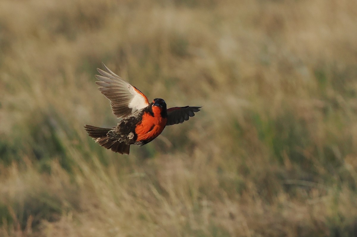 Long-tailed Meadowlark - ML626627016