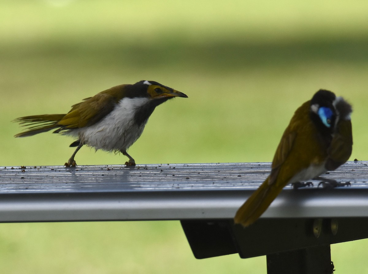 Blue-faced Honeyeater - ML626627017