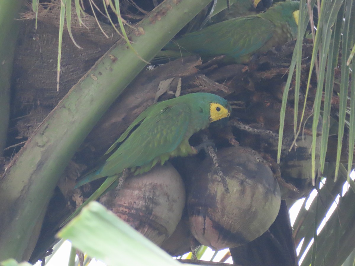 Red-bellied Macaw - ML626627018