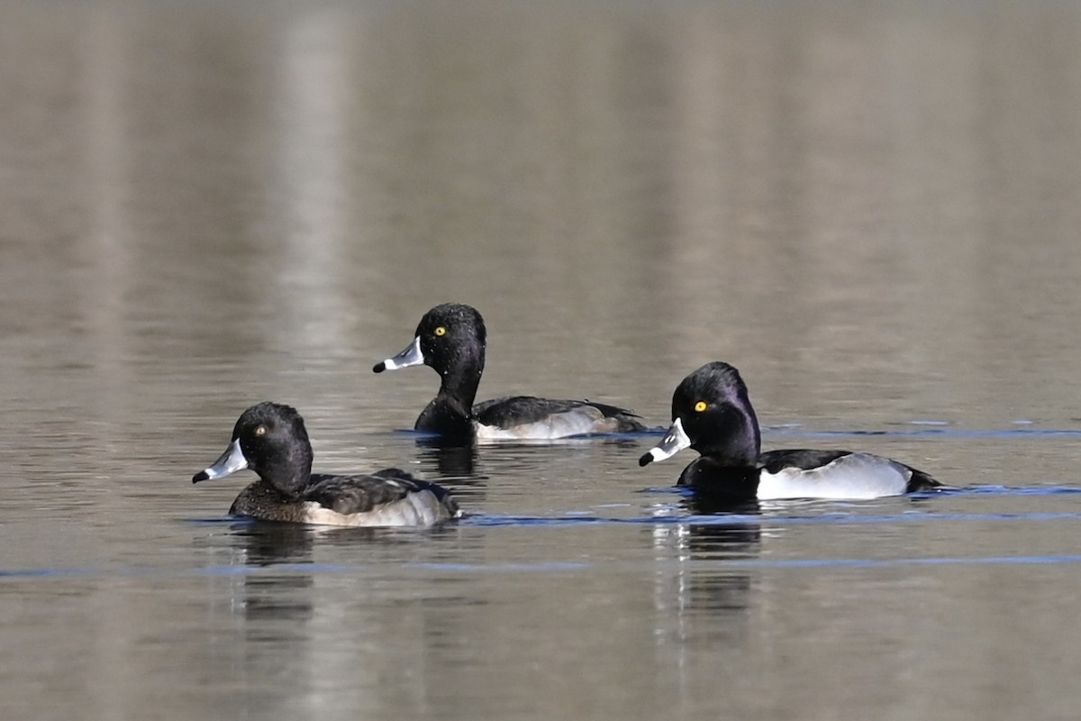 Ring-necked Duck - ML626627026