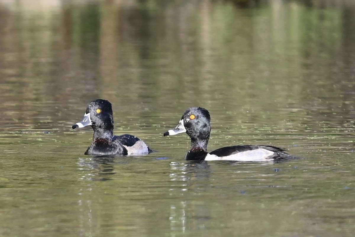 Ring-necked Duck - ML626627027