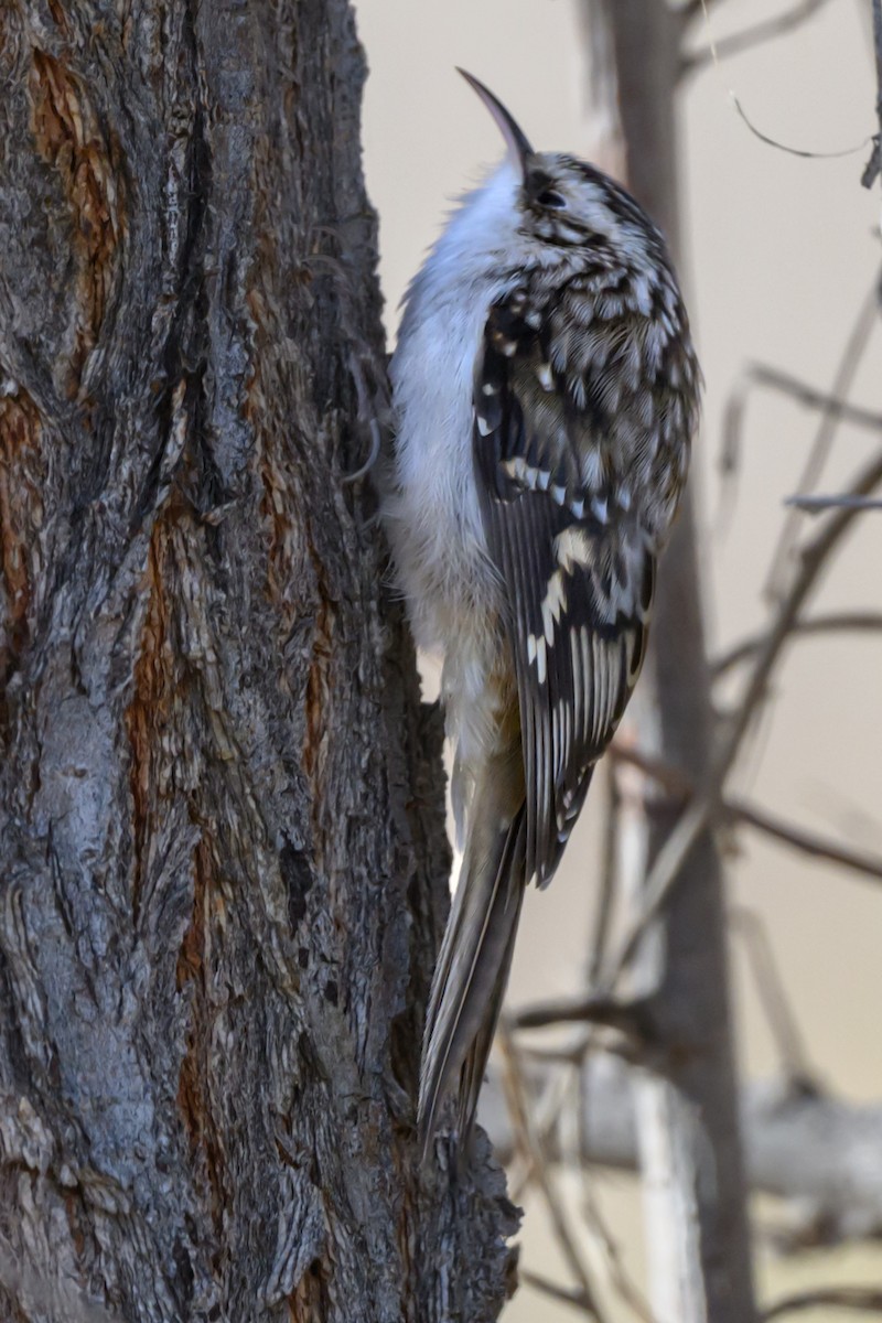 Brown Creeper - ML626627028