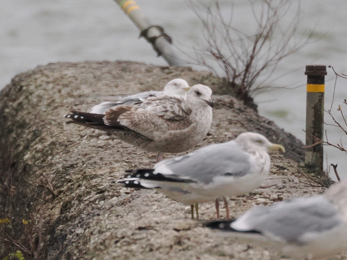 American Herring Gull - ML626627034