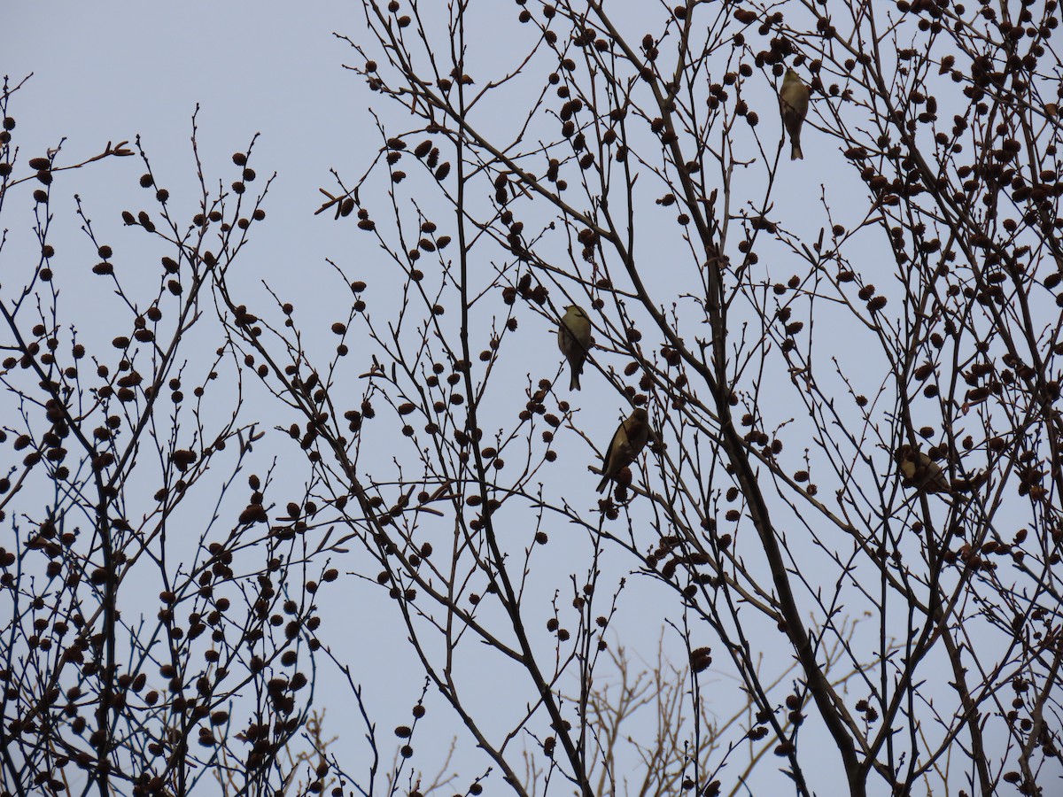 gulstillits - ML626627068
