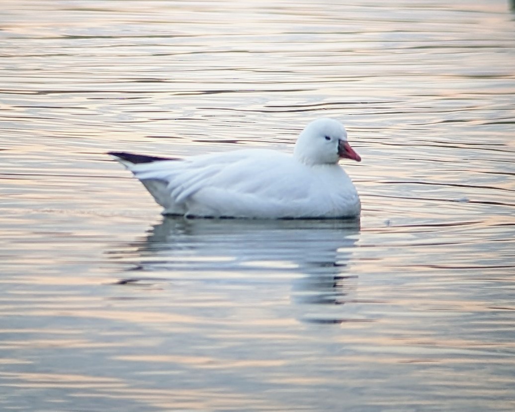 Ross's Goose - ML626627093