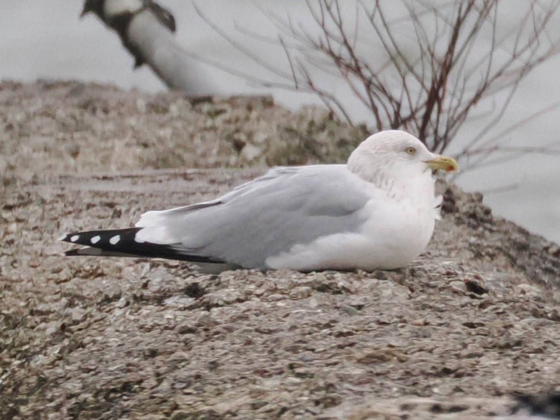 American Herring Gull - ML626627111
