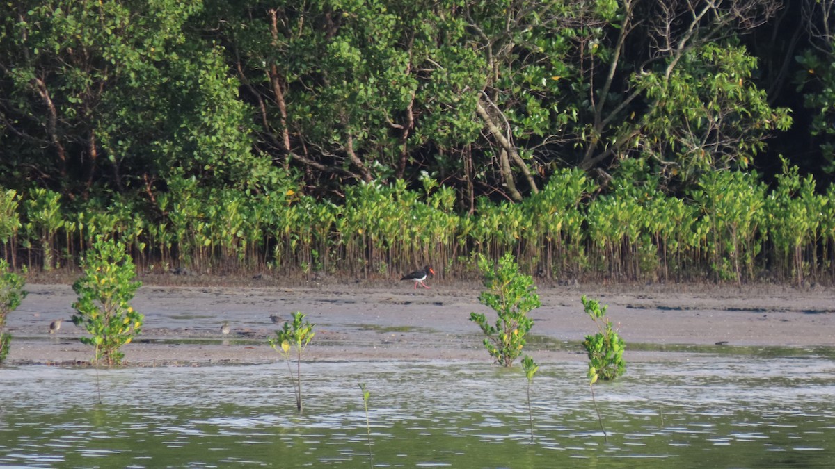 Pied Oystercatcher - ML626627147