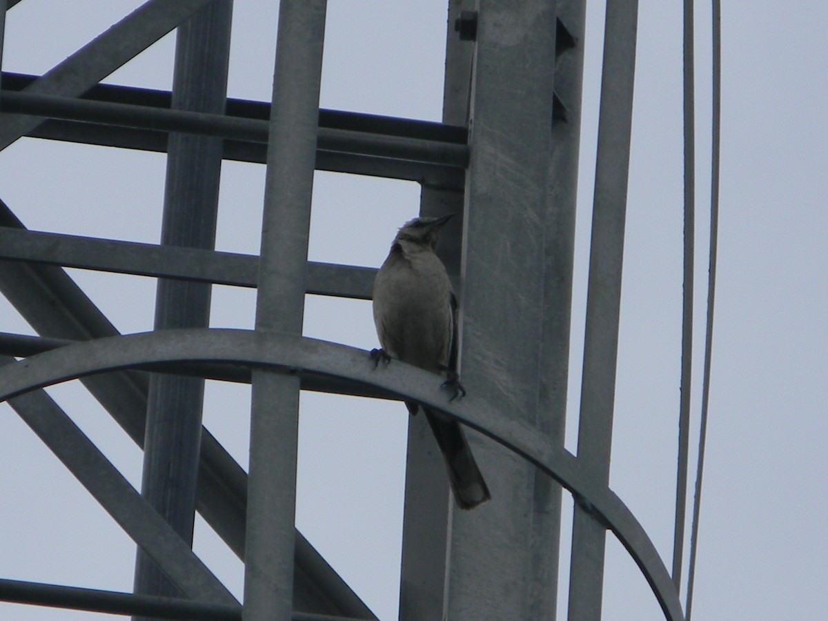 Chilean Mockingbird - ML626627157