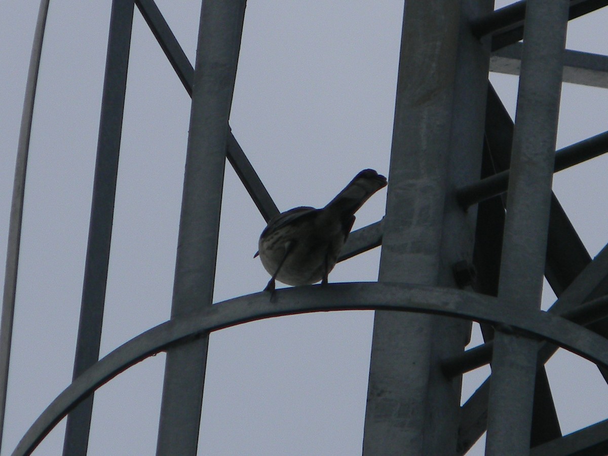 Chilean Mockingbird - ML626627160