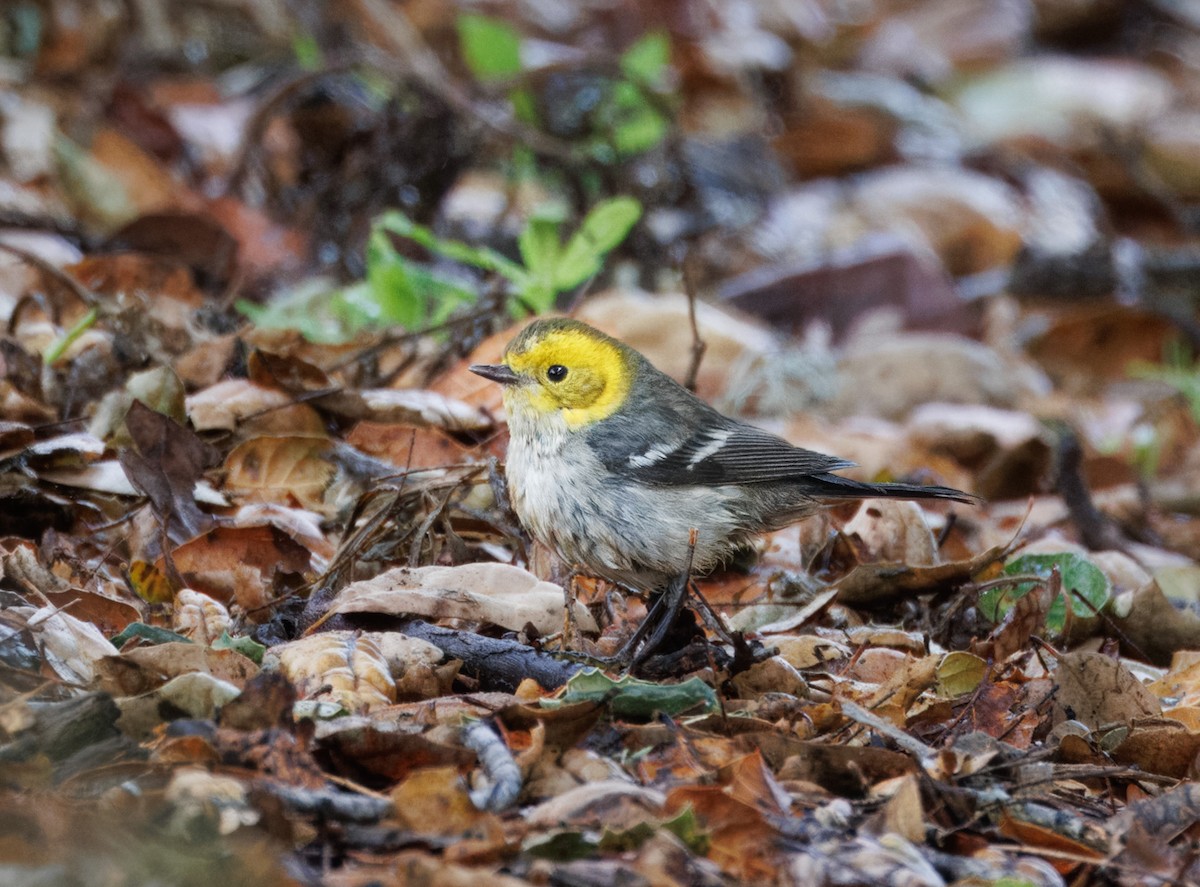 Hermit Warbler - ML626627165