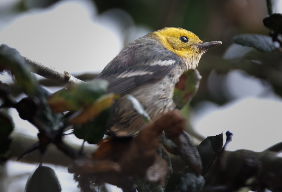 Hermit Warbler - ML626627169