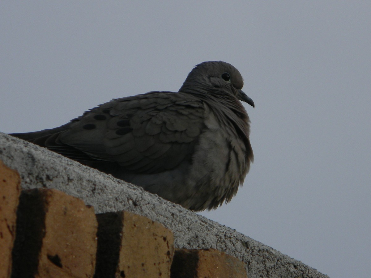 Eared Dove - ML626627175