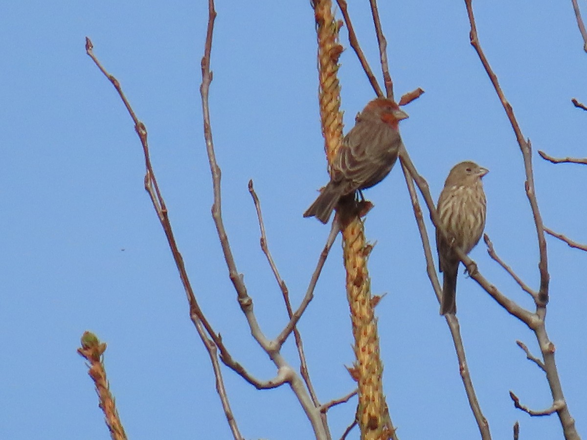 House Finch - ML626627176