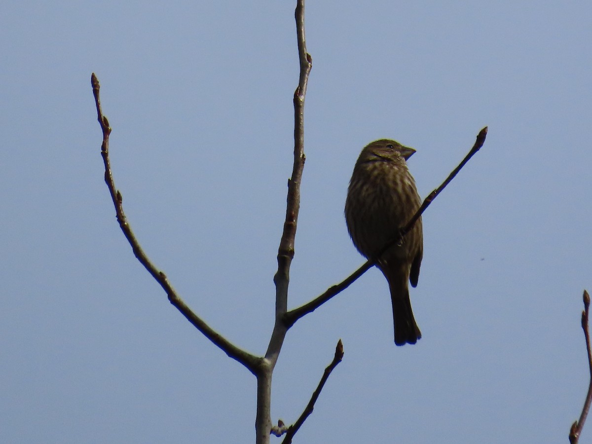 House Finch - ML626627182