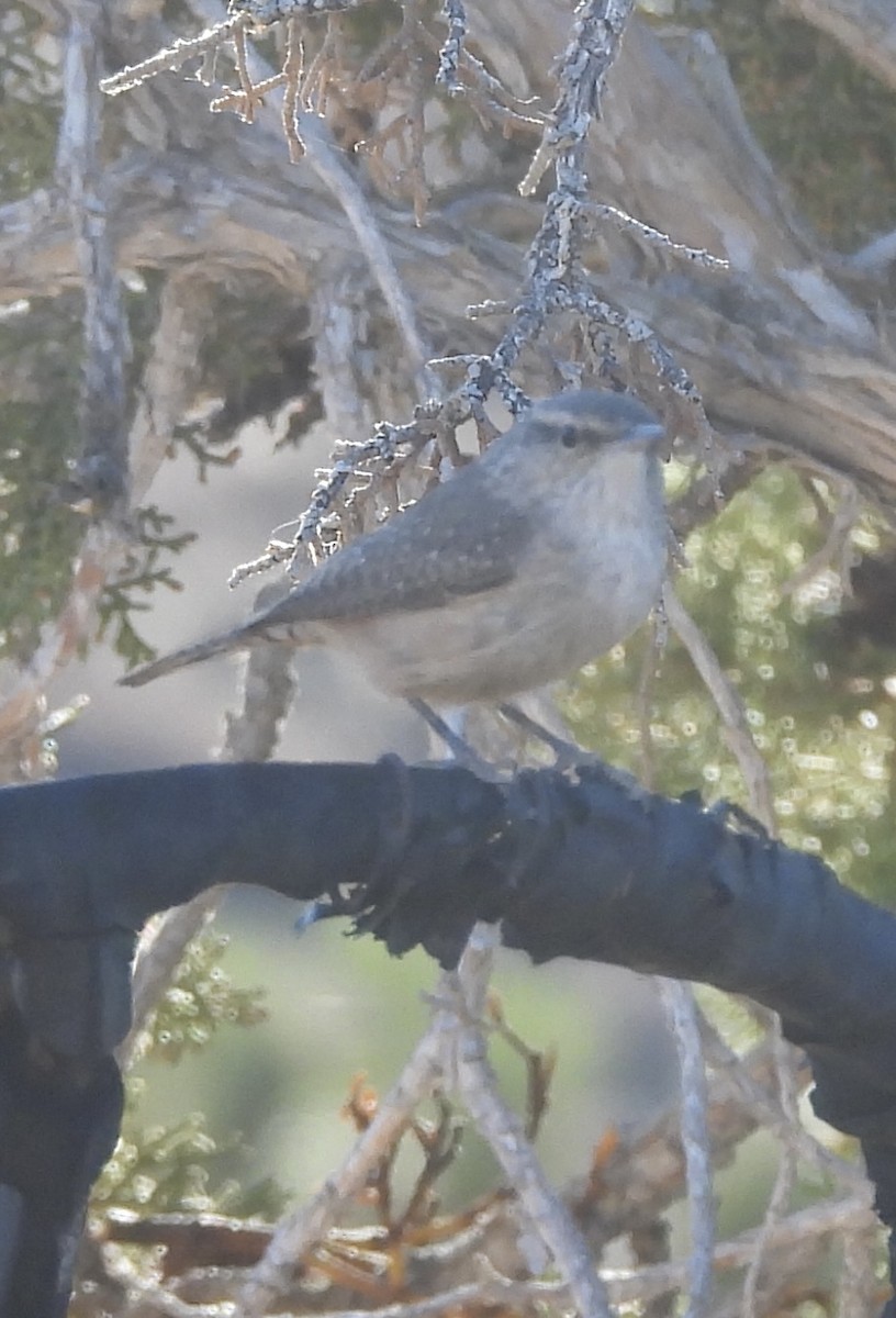 Rock Wren - ML626627190