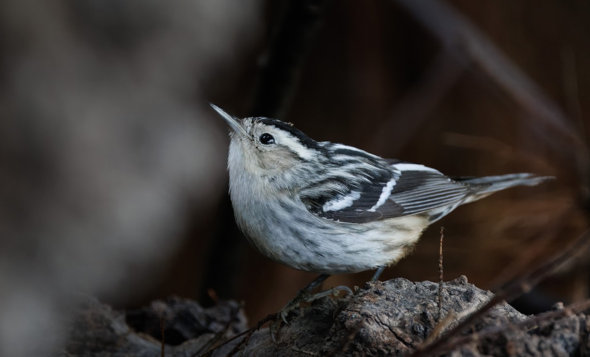 Black-and-white Warbler - John Callender