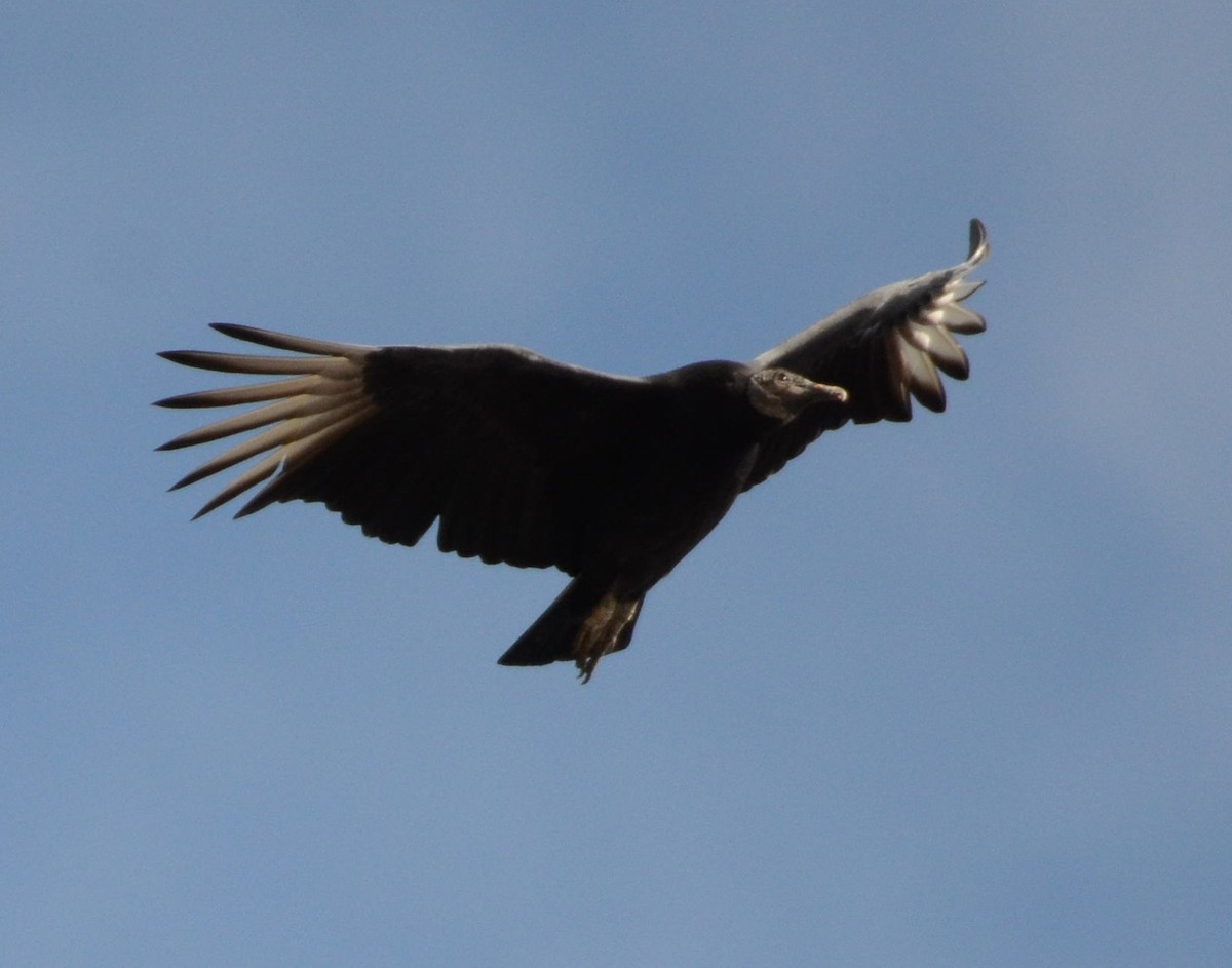 Black Vulture - ML626627192