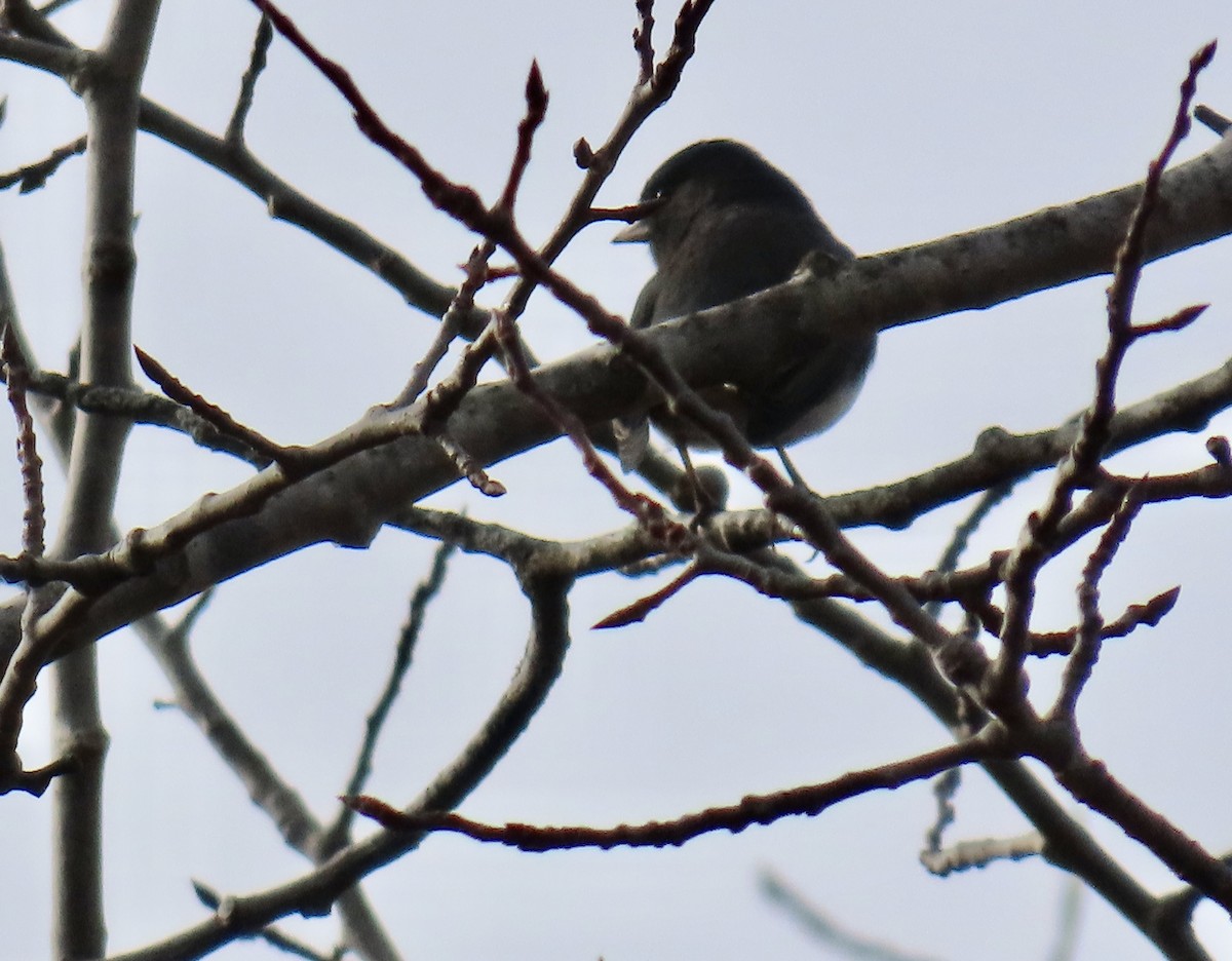 Dark-eyed Junco (Slate-colored) - ML626627194