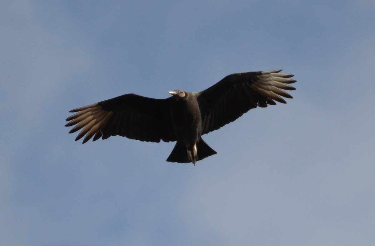 Black Vulture - ML626627195