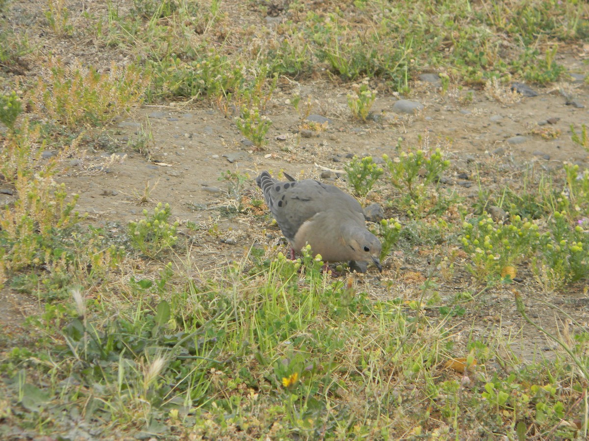 Eared Dove - ML626627196