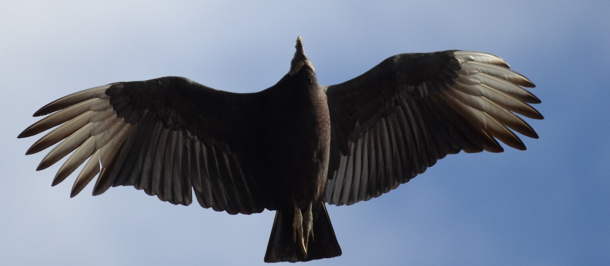 Black Vulture - ML626627197