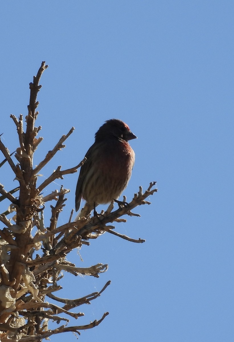 House Finch - ML626627198