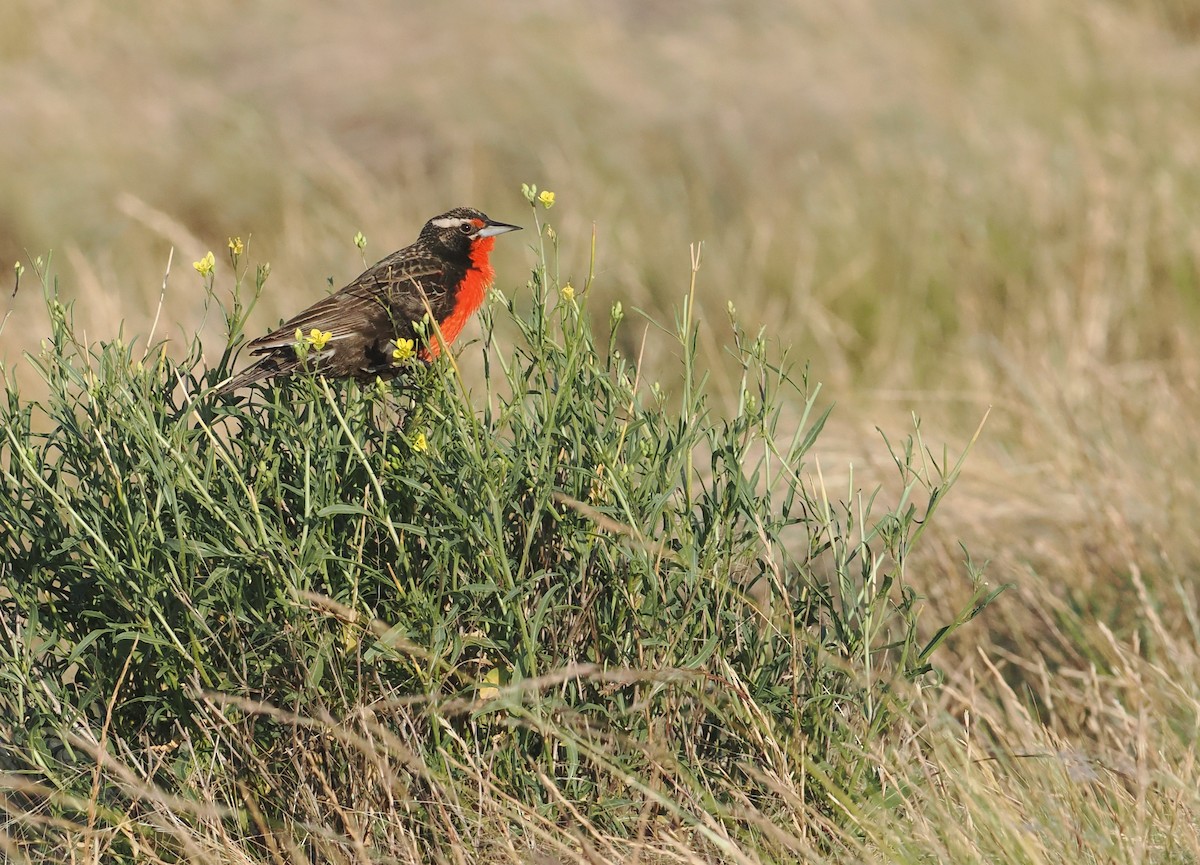 Pampas Meadowlark - ML626627240